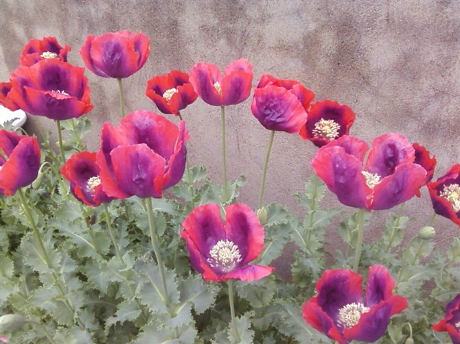 终于好了，灿烂吧