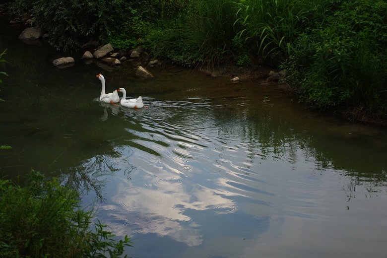 IMGP7906.jpg