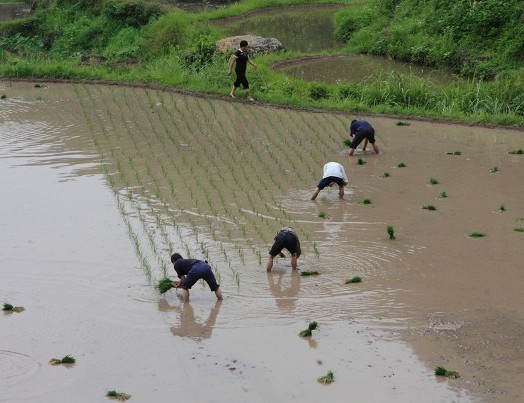 插秧2.jpg