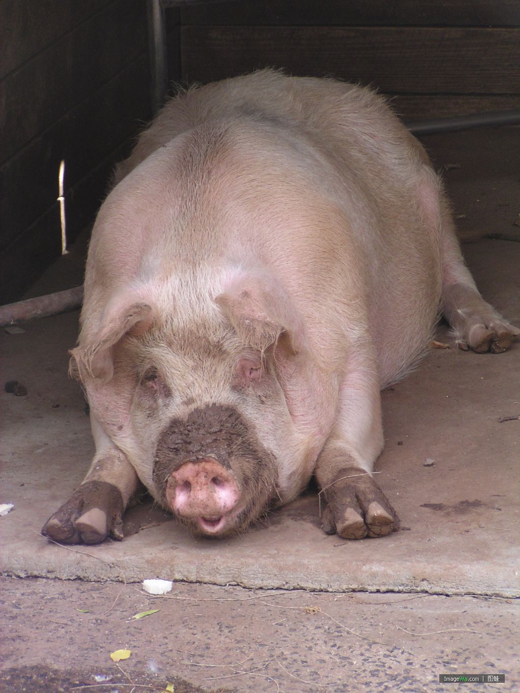 猪.jpg