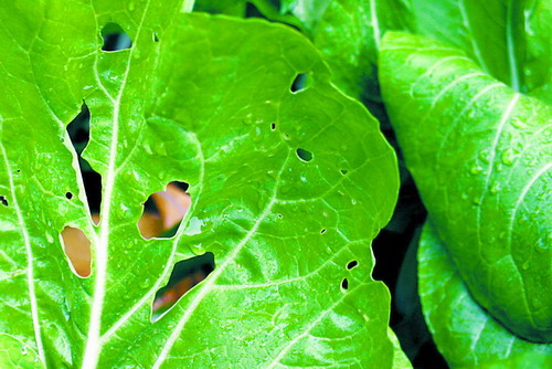 当然，这片还不够夸张！