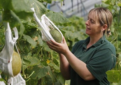 用旧胸罩包裹瓜果，促进瓜果“发育”