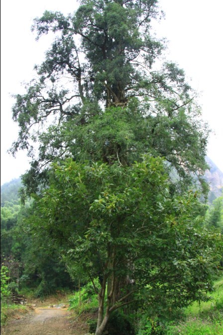 未命名.jpg