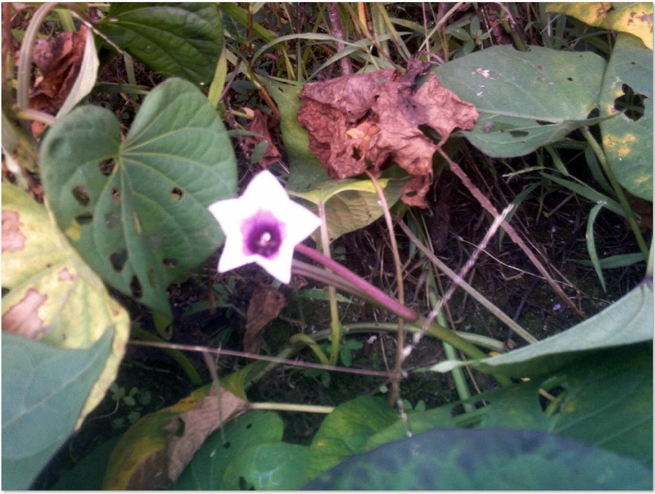 红薯也开花 奇了.jpg