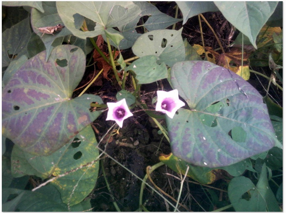 红薯也开花 奇了1.jpg