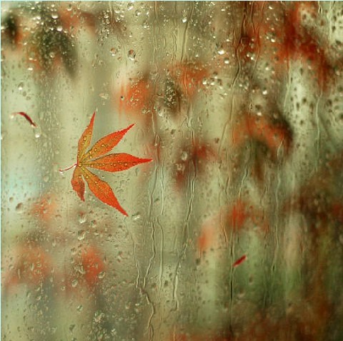 雨中枫叶.jpg