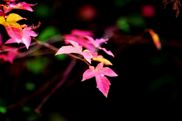 IMG_7248_调整大小.jpg