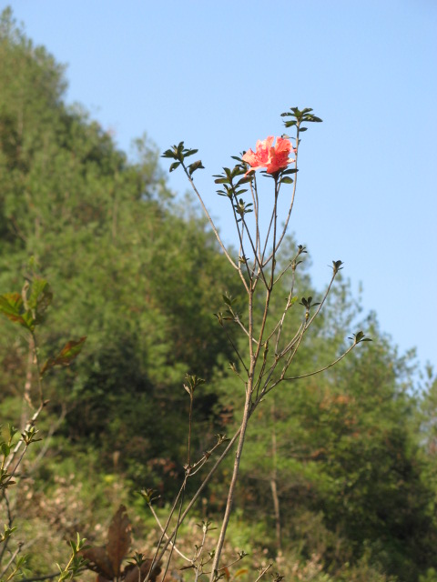 IMG_0552.JPG