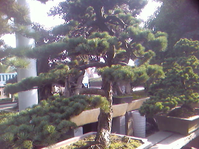 这树都10几万，唉，人不如数啊