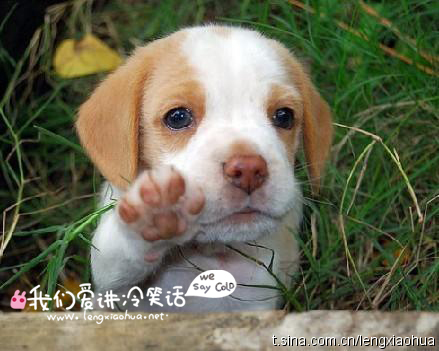 亲爱的,我连坐船都头晕,怎么会脚踩两只船呢!